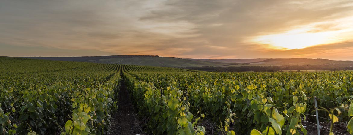 Champagne Veuve Lanaud à Avize